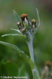 Attēlu rezultāti vaicājumam “Gnaphalium sylvaticum bud”