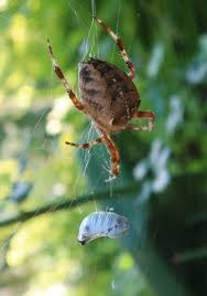 Attēlu rezultāti vaicājumam “Araneus diadematus female”