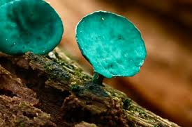 Attēlu rezultāti vaicājumam “Chlorociboria aeruginascens”