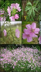 Image result for Malva alcea