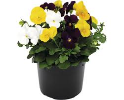 Image result for Hornveilchen