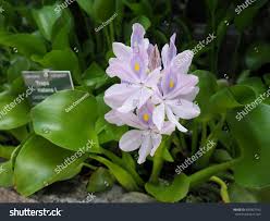 Attēlu rezultāti vaicājumam “Trapa natans”