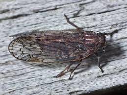 Attēlu rezultāti vaicājumam “Cixiidae”