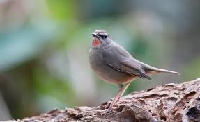 Image result for Luscinia calliope