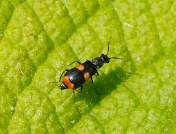 Attēlu rezultāti vaicājumam “Anthocomus fasciatus”