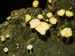 Attēlu rezultāti vaicājumam “Hymenoscyphus fructigenus var. coryli”