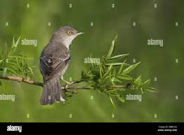 Attēlu rezultāti vaicājumam “Sylvia nisoria adult”