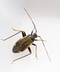 Attēlu rezultāti vaicājumam “Adelphocoris seticornis”