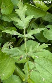 Attēlu rezultāti vaicājumam “Berula erecta leaf”