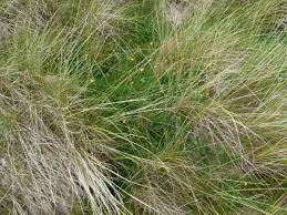 Attēlu rezultāti vaicājumam “Festuca arenaria”