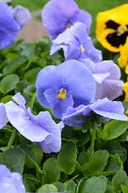 Image result for Viola x wittrockiana `Hiemalis`