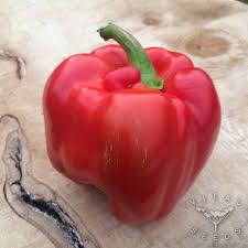 Afbeeldingsresultaat voor yolo wonder sweet pepper