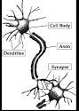 Understanding Brain Development in Young Children