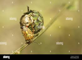 Attēlu rezultāti vaicājumam “Carpocoris purpureipennis”