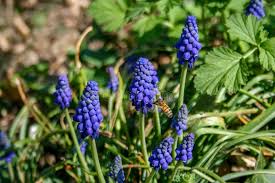 Attēlu rezultāti vaicājumam “Muscari botryoides flower”