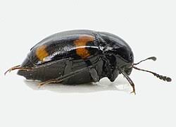 Attēlu rezultāti vaicājumam “Scaphidium quadrimaculatum”