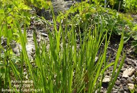 Attēlu rezultāti vaicājumam “Melica nutans leaf”