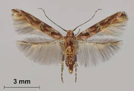 Attēlu rezultāti vaicājumam “Chrysopidae imago”