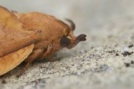 Attēlu rezultāti vaicājumam “Drepanidae”