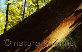 Attēlu rezultāti vaicājumam “Antrodia pulvinascens”