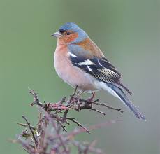 Attēlu rezultāti vaicājumam “Fringilla coelebs male”