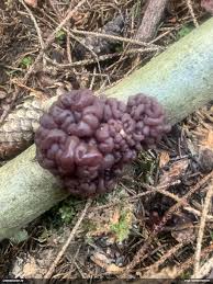 Attēlu rezultāti vaicājumam “Ascotremella faginea”