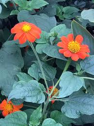 Image result for Tithonia rotundifolia