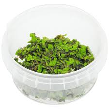 Attēlu rezultāti vaicājumam “Ricciocarpos natans”