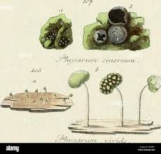 Attēlu rezultāti vaicājumam “Diderma cinereum”