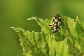 Attēlu rezultāti vaicājumam “Grypocoris sexguttatus”