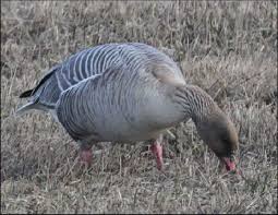 Attēlu rezultāti vaicājumam “Anser brachyrhynchus adult”