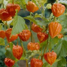 Attēlu rezultāti vaicājumam “Physalis alkekengi flower”