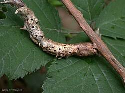 Attēlu rezultāti vaicājumam “Diastrophus rubi”