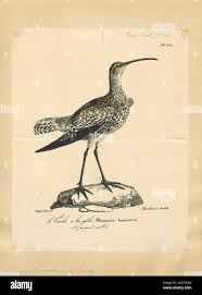 Image result for Numenius tenuirostris