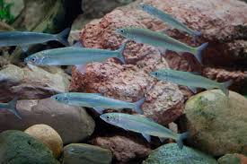 Image result for Coregonus artedi