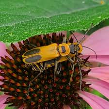 Attēlu rezultāti vaicājumam “Cantharis figurata”