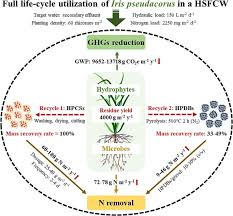 Attēlu rezultāti vaicājumam “Cinclidotus danubicus cells”