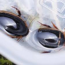 Attēlu rezultāti vaicājumam “Hydaticus transversalis”