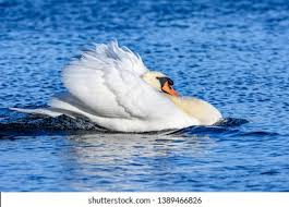 Attēlu rezultāti vaicājumam “Cygnus olor”