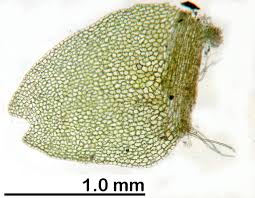 Attēlu rezultāti vaicājumam “Harpanthus flotovianus”