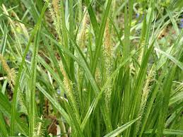 Attēlu rezultāti vaicājumam “Carex sylvatica”