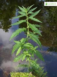 Attēlu rezultāti vaicājumam “Lycopus europaeus”