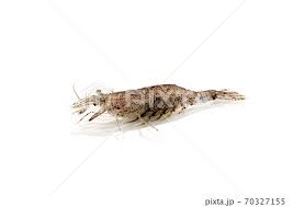 Attēlu rezultāti vaicājumam “Crangon crangon”