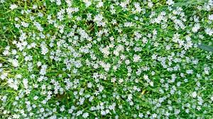 Attēlu rezultāti vaicājumam “Stellaria palustris”