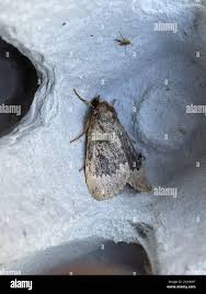 Attēlu rezultāti vaicājumam “Amphipyra perflua”