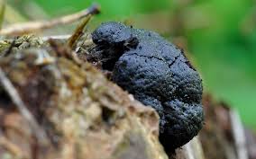 Attēlu rezultāti vaicājumam “Amaurochaete sp.”