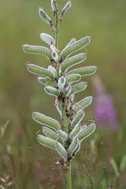Attēlu rezultāti vaicājumam “Lupinus polyphyllus flower”