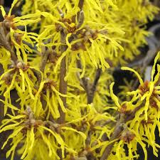 Attēlu rezultāti vaicājumam “Hamamelis mollis”