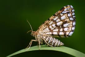 Attēlu rezultāti vaicājumam “Chiasmia clathrata”