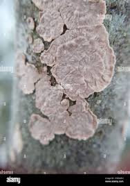 Attēlu rezultāti vaicājumam “Corticium roseum”